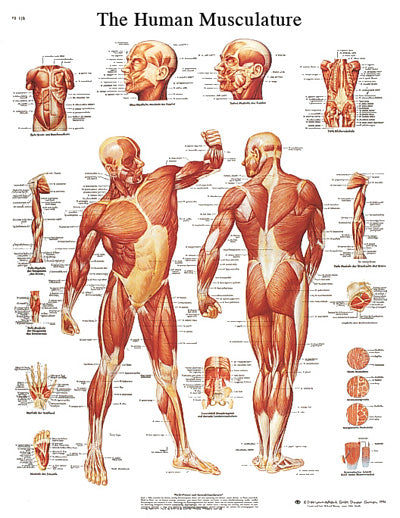 Anatomical Chart - musculature, sticky back