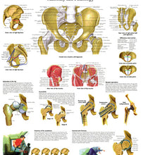 Anatomical Chart - hip & pelvis, laminated