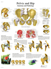 Anatomical Chart - hip & pelvis, paper