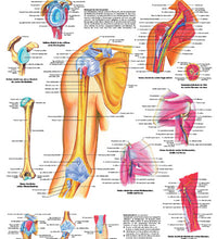 Anatomical Chart - shoulder & elbow, laminated