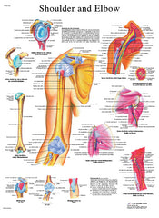 Anatomical Chart - shoulder & elbow, paper