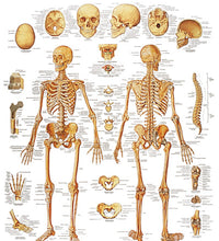 Anatomical Chart - human skeleton, sticky back