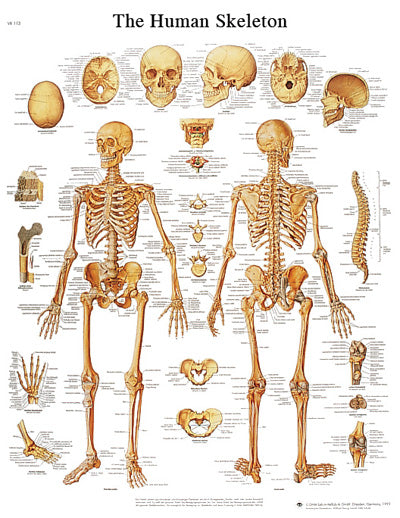 Anatomical Chart - human skeleton, laminated