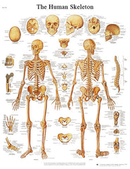 Anatomical Chart - human skeleton, paper