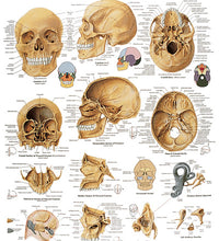 Anatomical Chart - human skull, paper