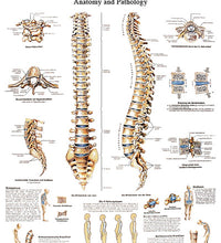 Anatomical Chart - spinal column, paper