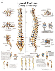 Anatomical Chart - spinal column, paper