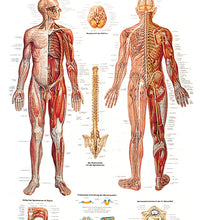 Anatomical Chart - nervous system chart, laminated