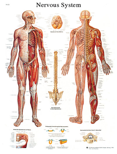 Anatomical Chart - nervous system chart, laminated