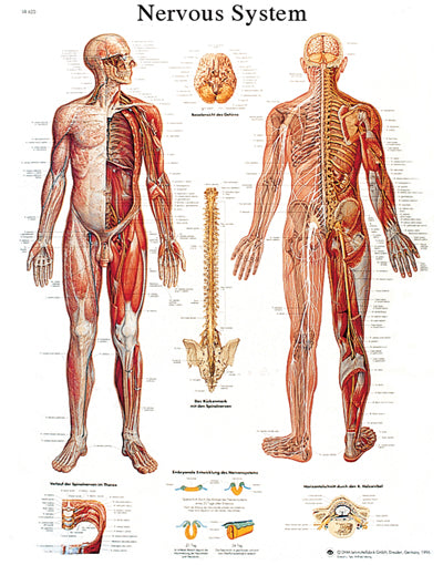 Anatomical Chart - nervous system chart, sticky back