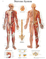 Anatomical Chart - nervous system chart, sticky back