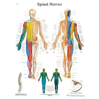 Anatomical Chart - spinal nerves, laminated