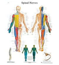 Anatomical Chart - spinal Nerves, paper