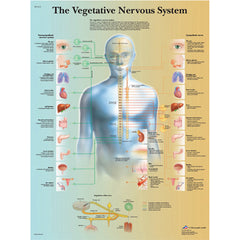 Anatomical Chart - vegetative nervous system, laminated