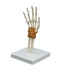 3B Scientific Anatomical Model - Flexible Hand Joint - Includes 3B Smart Anatomy