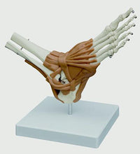 3B Scientific Anatomical Model - Foot Joint - Includes 3B Smart Anatomy