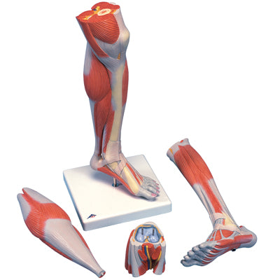 3B Scientific Anatomical Model - Lower Muscle Leg with detachable Knee, 3 part, Life Size - Includes 3B Smart Anatomy