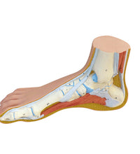 3B Scientific Anatomical Model - Normal Foot - Includes 3B Smart Anatomy