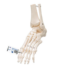 3B Scientific Anatomical Model, Foot and Ankle Skeleton, Elastic Mounted, Includes 3B Smart Anatomy