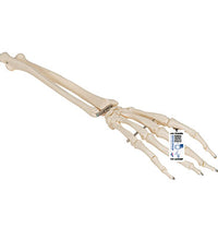 3B Scientific Anatomical Model, Human Hand Skeleton Model with Ulna and Radius, Wire Mounted, Includes 3B Smart Anatomy