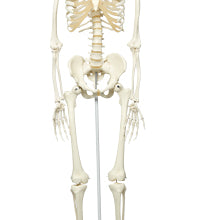 3B Scientific Anatomical Model - Stan the classic skeleton on roller stand - Includes 3B Smart Anatomy