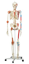 3B Scientific Anatomical Model - Sam the super skeleton on roller stand - Includes 3B Smart Anatomy