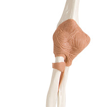 3B Scientific Anatomical Model - functional elbow joint - Includes 3B Smart Anatomy