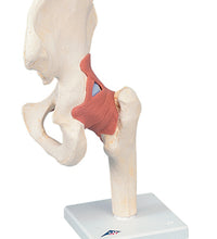 3B Scientific Anatomical Model - functional hip joint, deluxe - Includes 3B Smart Anatomy