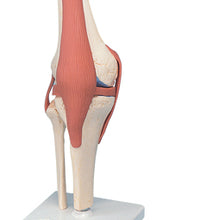 3B Scientific Anatomical Model - functional knee joint, deluxe - Includes 3B Smart Anatomy