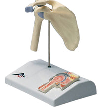 3B Scientific Anatomical Model - mini shoulder joint with cross section of bone on base - Includes 3B Smart Anatomy