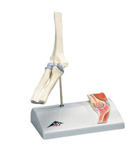 3B Scientific Anatomical Model - mini elbow joint with cross section of bone on base - Includes 3B Smart Anatomy