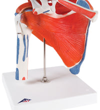 3B Scientific Anatomical Model - shoulder joint with rotator cuff - Includes 3B Smart Anatomy