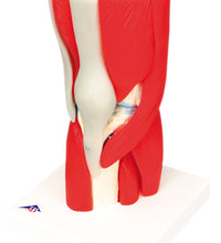 3B Scientific Anatomical Model - knee joint with removable muscles, 12-part - Includes 3B Smart Anatomy