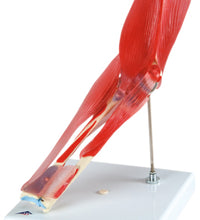 3B Scientific Anatomical Model - elbow joint with removable muscles, 8-part - Includes 3B Smart Anatomy