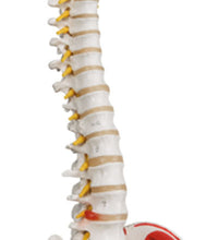 3B Scientific Anatomical Model - flexible spine, classic, with femur heads, muscles - Includes 3B Smart Anatomy