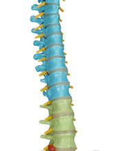 3B Scientific Anatomical Model - flexible spine, didactic - Includes 3B Smart Anatomy