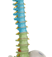 3B Scientific Anatomical Model - flexible spine, didactic with femur heads - Includes 3B Smart Anatomy