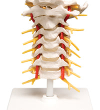 3B Scientific Anatomical Model - cervical spinal column - Includes 3B Smart Anatomy