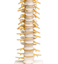 3B Scientific Anatomical Model - thoracic spinal column - Includes 3B Smart Anatomy