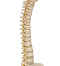 3B Scientific Anatomical Model - pediatric spine (BONElike) - Includes 3B Smart Anatomy