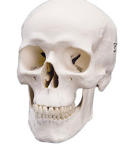 3B Scientific Anatomical Model - classic skull, 3 part - Includes 3B Smart Anatomy