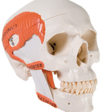 3B Scientific Anatomical Model - functional skull, 2 part with masticator muscles - Includes 3B Smart Anatomy