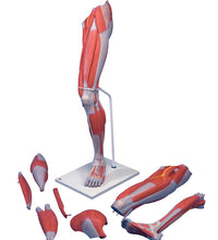 3B Scientific Anatomical Model - Deluxe muscular leg 7-part - Includes 3B Smart Anatomy