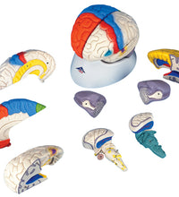 3B Scientific Anatomical Model - deluxe brain neuro-anatomical, 8-part - Includes 3B Smart Anatomy