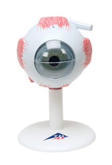 Eye Models, eye, 7-part (3x size) - Includes 3B Smart Anatomy