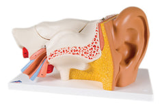 Ear Models, ear, 4-part (3x size) - Includes 3B Smart Anatomy