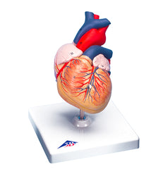 Heart Models, heart, 2-part - Includes 3B Smart Anatomy