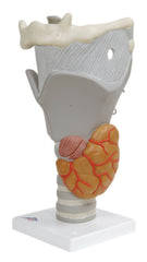 Larynx Models, functional larynx (2.5x size) - Includes 3B Smart Anatomy