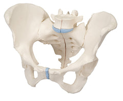 Pelvis Models, Female Pelvis with Ligaments, 3 part - Includes 3B Smart Anatomy