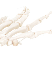 3B Scientific Anatomical Model - loose bones, hand skeleton, left (nylon) - Includes 3B Smart Anatomy